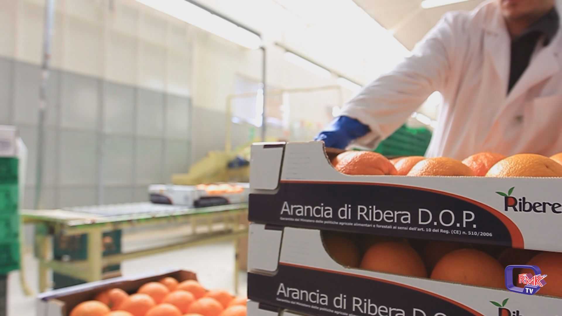  Ribera. Scontro tra consorzio Arancia Dop ed associazioni dei produttori 